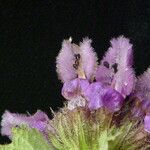 Phlomoides bracteosa Yeri