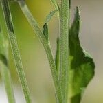 Tanacetum coccineum Кора