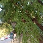 Jacaranda mimosifolia पत्ता