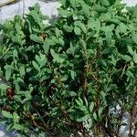 Hypericum hypericoides Листок