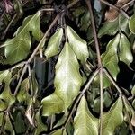 Leea guineensis Leaf
