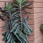 Kalanchoe serrata List