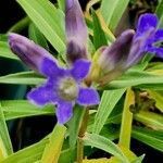 Gentiana cruciata പുഷ്പം