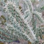 Cylindropuntia imbricata Bark