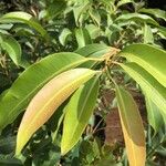 Syzygium guineense Folha