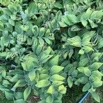 Polygonatum pubescensLeht