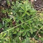 Potentilla alchimilloides Leaf