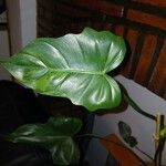 Philodendron bipennifolium Feuille