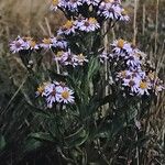 Tripolium pannonicum Flower