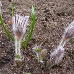 Pulsatilla vulgaris Habit