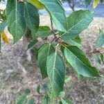 Ficus sur Hoja