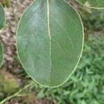 Monimia rotundifolia Leaf