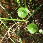 Hydrocotyle incrassata Habit