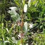 Vicia faba Habitat