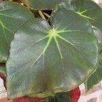 Begonia hydrocotylifolia Ліст