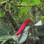 Anthurium formosum ഫലം