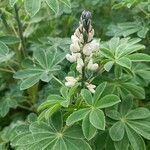 Lupinus albus Flor