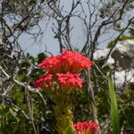 Crassula coccinea Altres