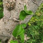 Lannea triphylla Leaf