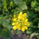 Mutarda nigra 花