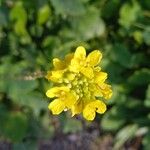 Brassica nigra Blomma