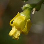 Ribes quercetorum Flower