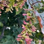 Acer davidii Фрукт