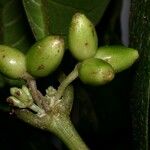 Ronabea latifolia Fruit