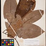Annona neoinsignis Leaf