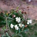 Achillea ptarmica Цвят