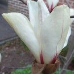 Magnolia cylindrica Kwiat