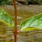 Cyathula prostrata Blatt