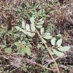 Grewia bicolor Leaf