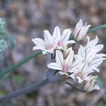 Allium macropetalum फूल