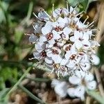 Noccaea caerulescens Květ