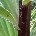 Digitalis ferruginea Bark