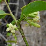 Ximenia americana Cvijet