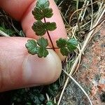 Thalictrum alpinum Folha