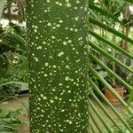 Amorphophallus titanum Cortiza