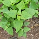 Ageratina adenophora Levél