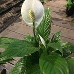 Spathiphyllum wallisiiBlüte