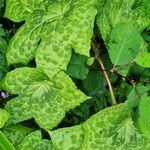 Podophyllum cv. 'Kaleidoscope' Folha