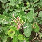 Lonicera implexaFlower