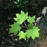 Alangium chinense Leaf