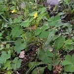 Oxalis stricta Агульны выгляд