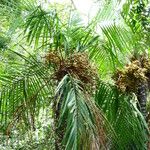 Leopoldinia pulchra Hábito