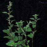 Lindenbergia indica Alkat (teljes növény)