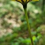 Aposeris foetida 花