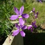 Sabatia campestris Flower