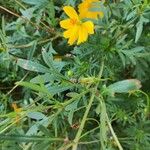 Cosmos sulphureus Leaf